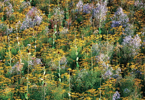 How to study abroad landscape design How to study abroad landscape design