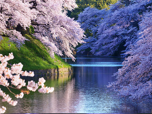 Countries studying art choose to go to Japan Countries studying art choose to go to Japan