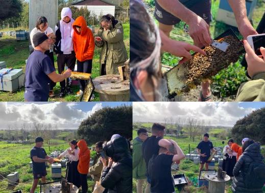 New Zealand Manuka Honey New Zealand Manuka Honey