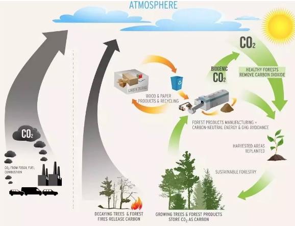  Carbon neutral action
