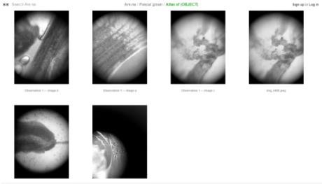Parsons students' previous observation image works Parsons students' previous observation image works