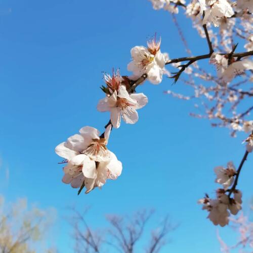 Interior design space layout skills, designers bring spring home Interior design space layout skills, designers bring spring home